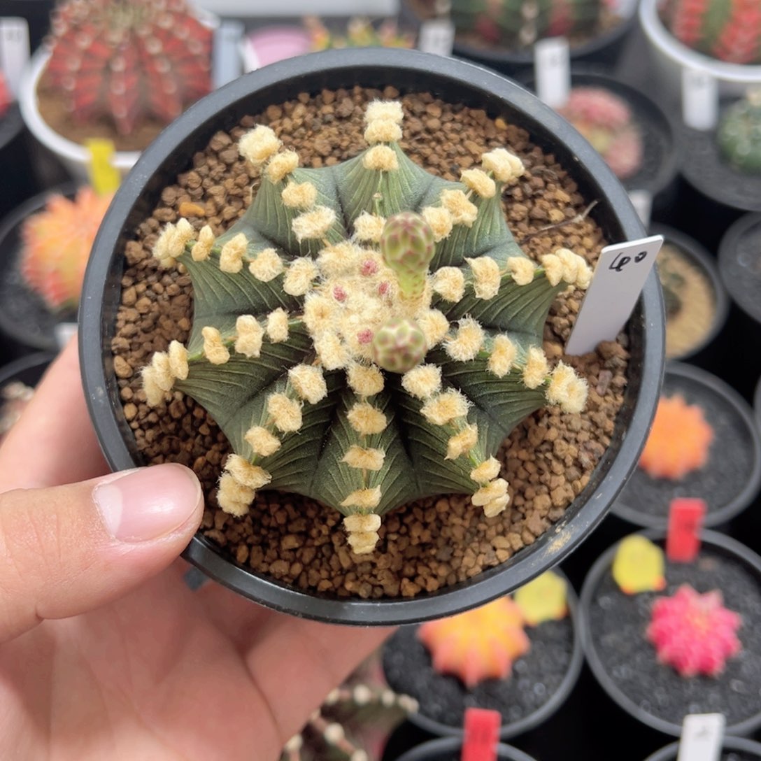 泰系高绒肋骨——（默认脱土发货）