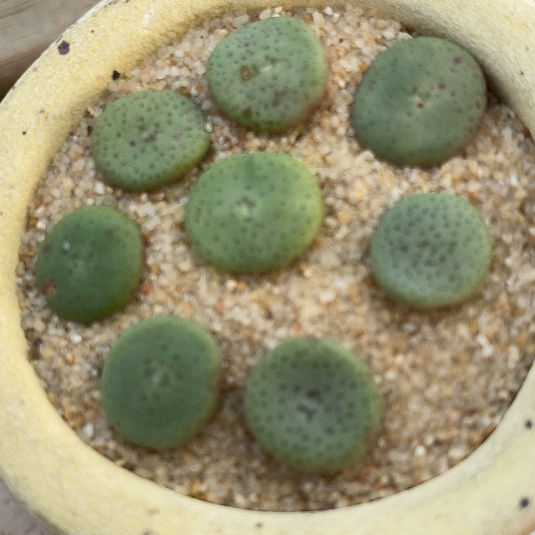 290小酒杯一组。      