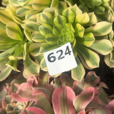 法师金丝雨花石18-32