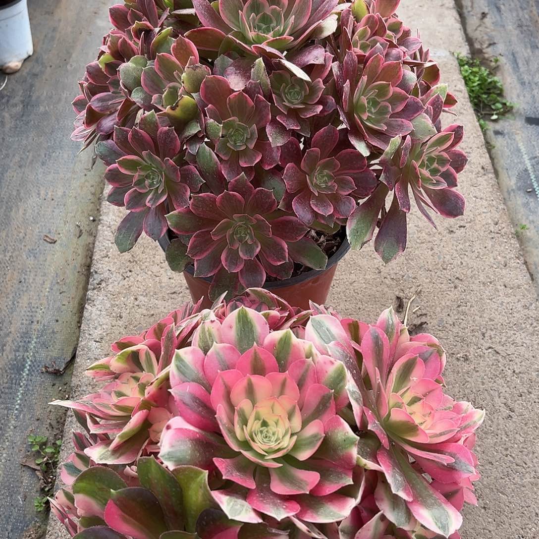 无花朵法师多肉植物漂亮漂亮