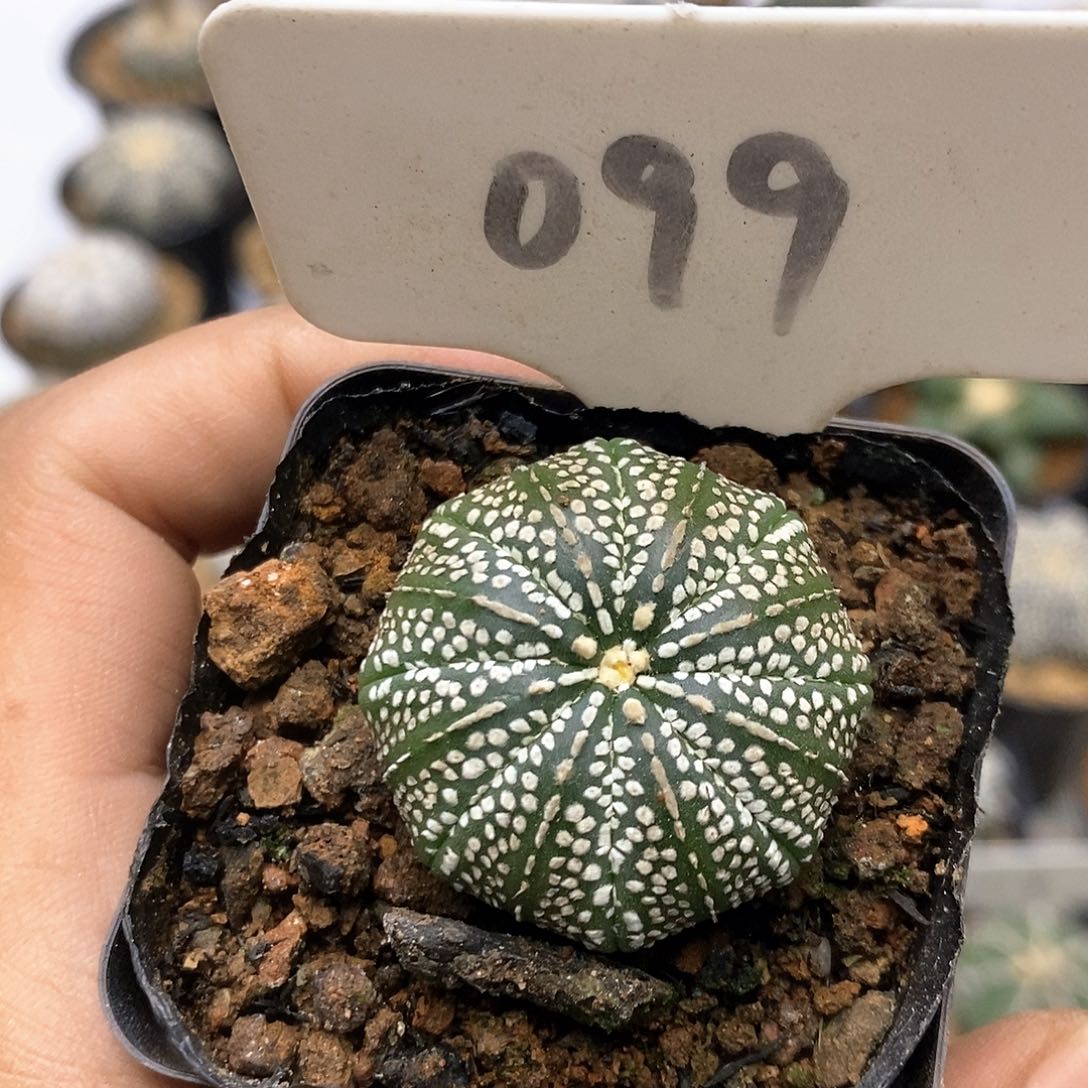 奇迹福利了特价咯