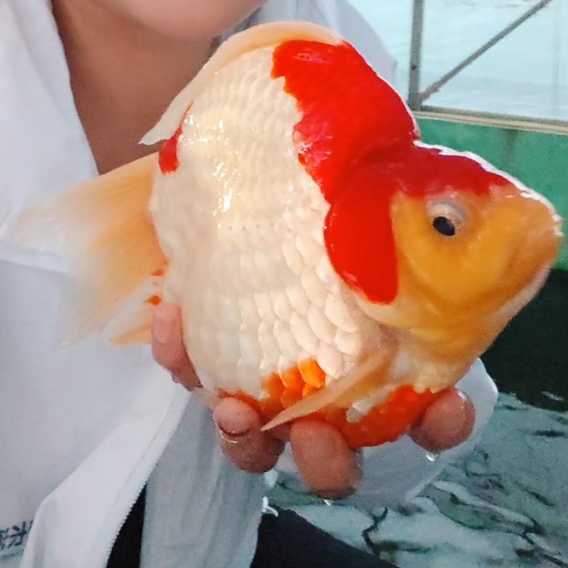 精品留养玉鲭11到12公分2尾