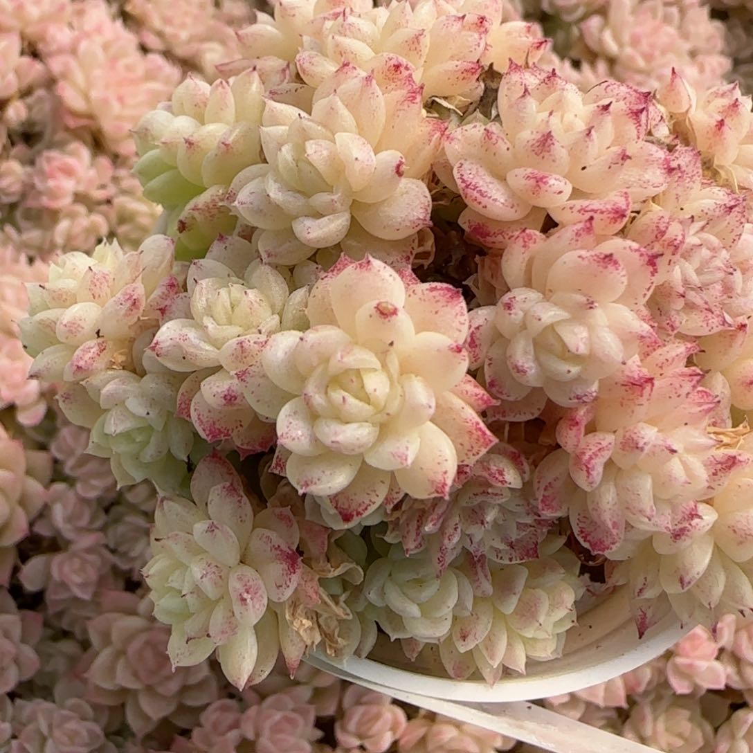 卡****丁花语逸镜0212-430散