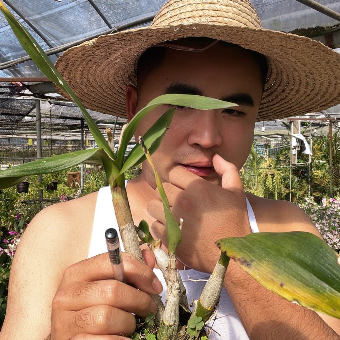 当前无花朵，栽培后可花朵福利