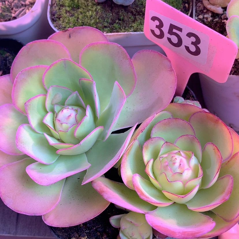 【闪购商品】yjj353仙帕