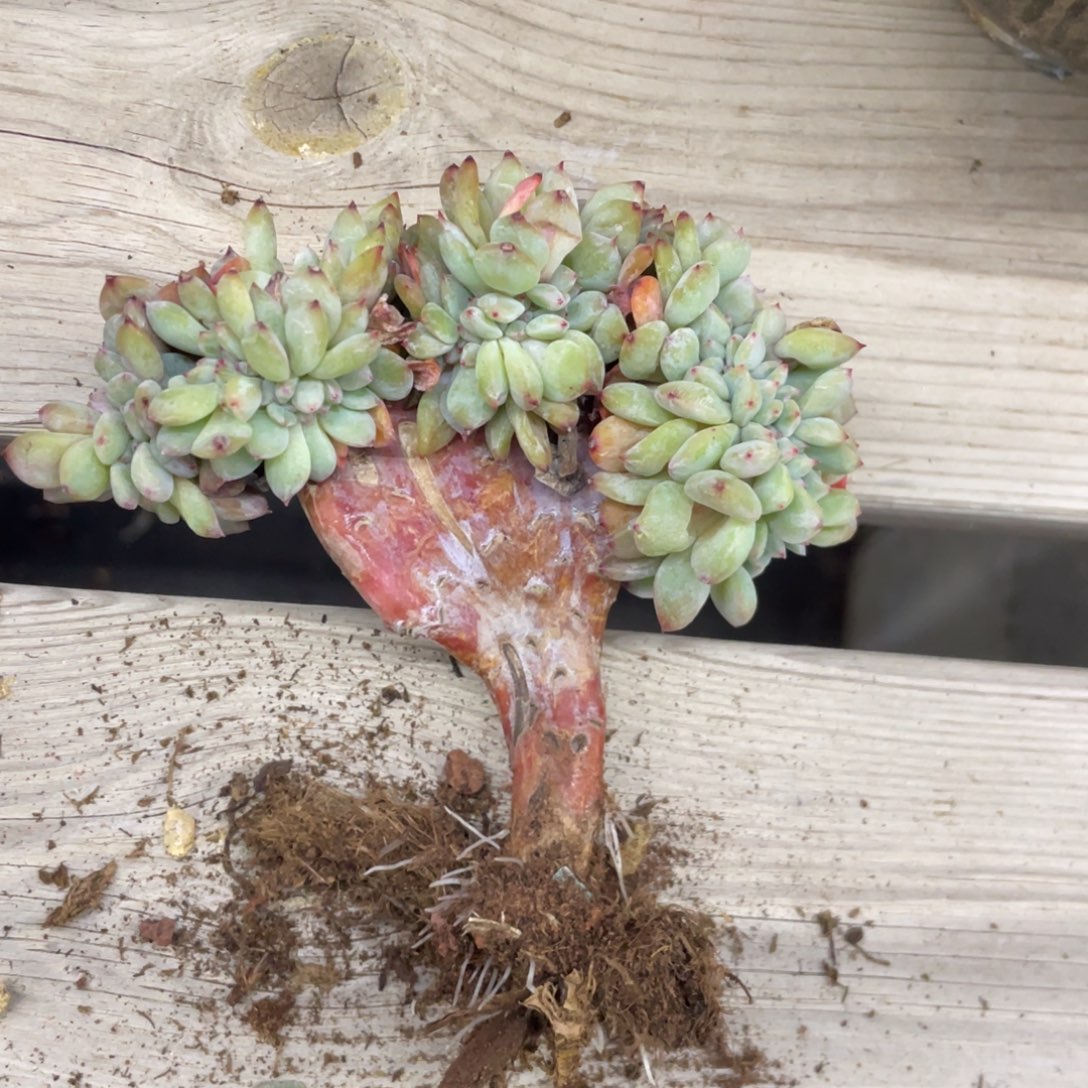 石榴子星影缀化棒棒