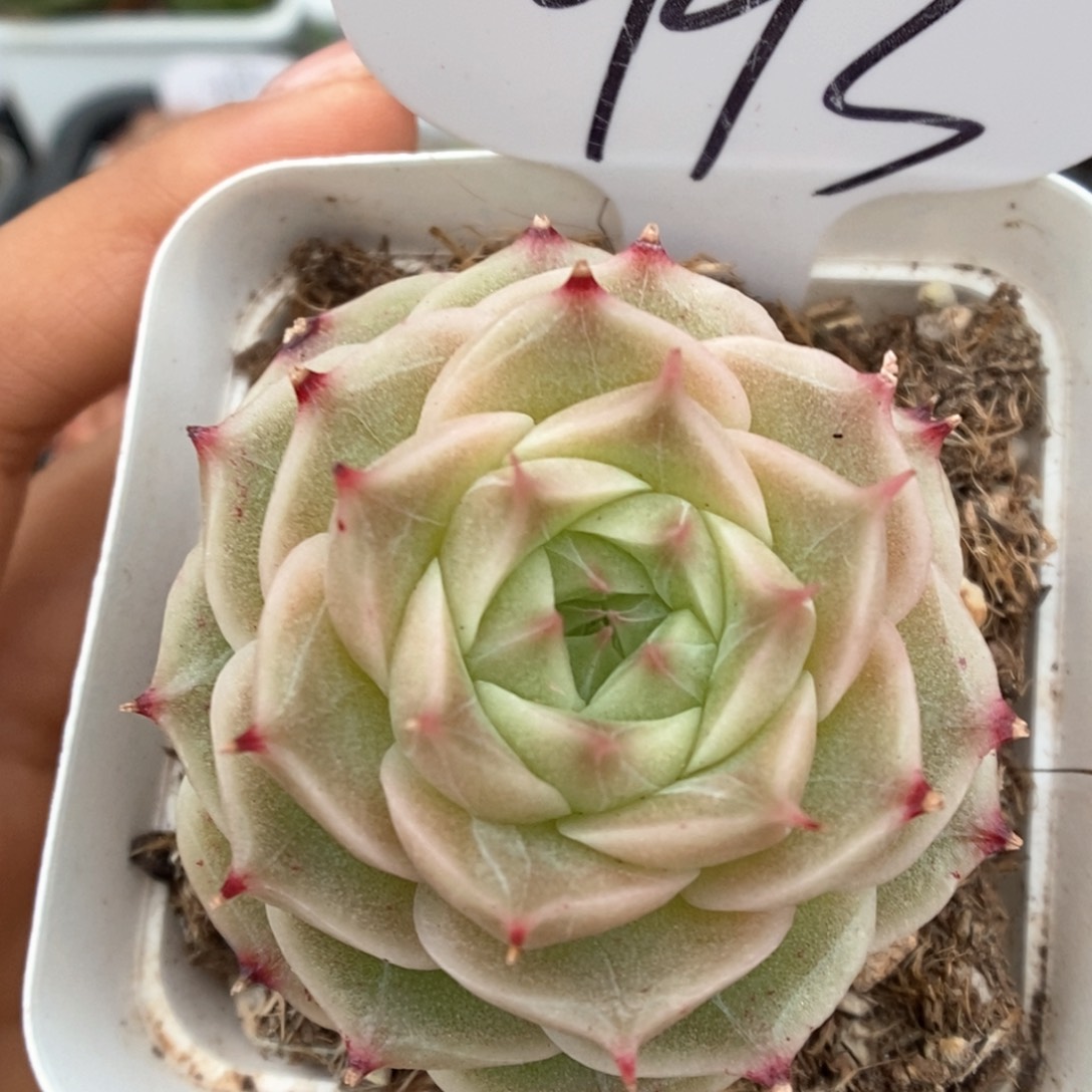 白底麦秆可拍993号。  