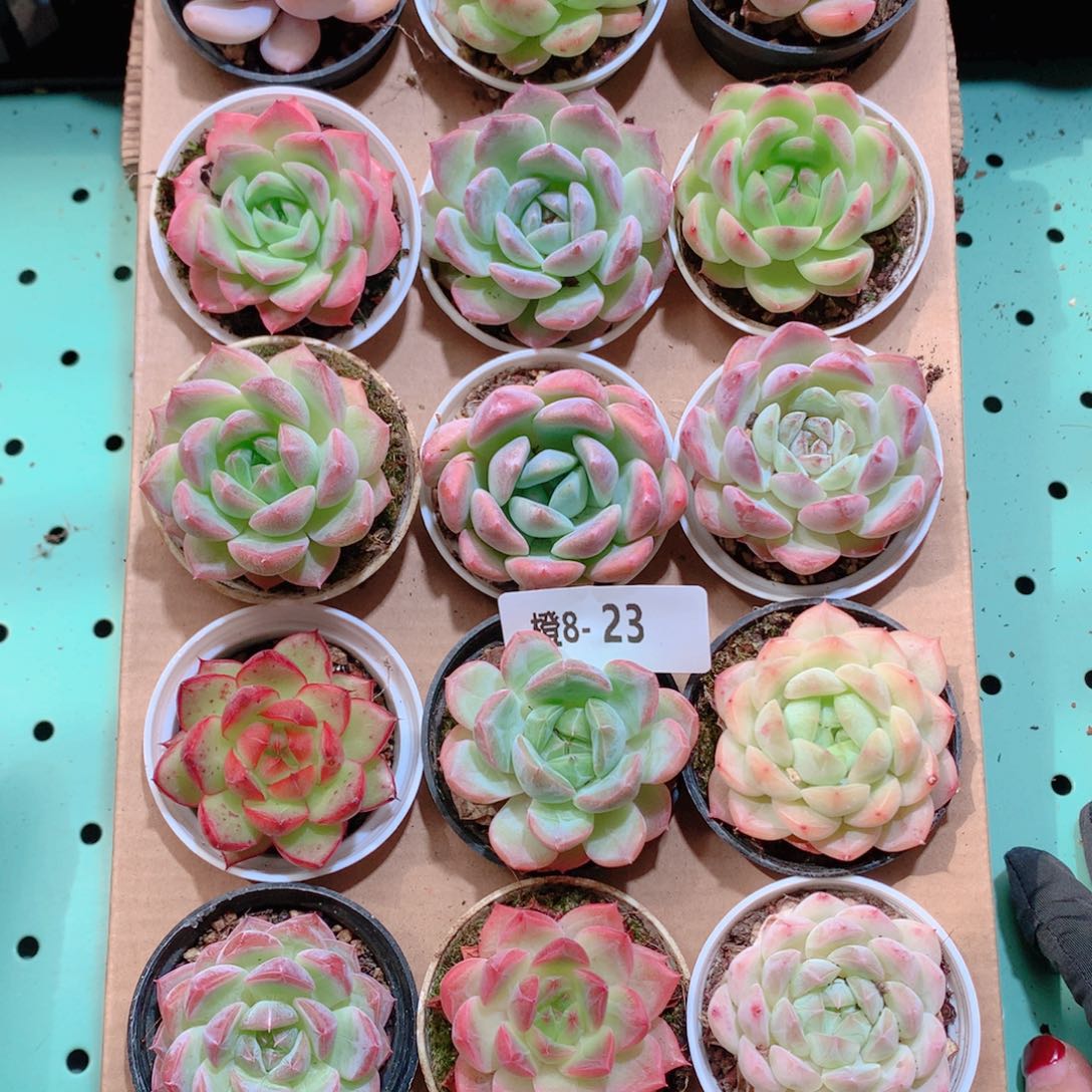 8-23一物一拍带盆18颗