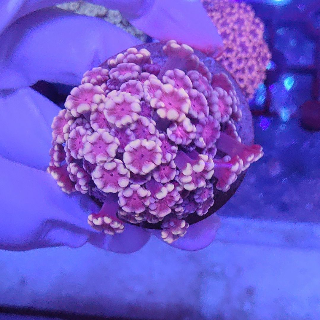 智海海洋珊瑚 不支持退货不包邮7