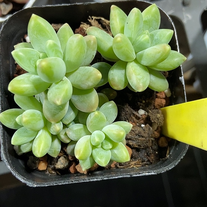 多肉植物阿蒂斯托6089