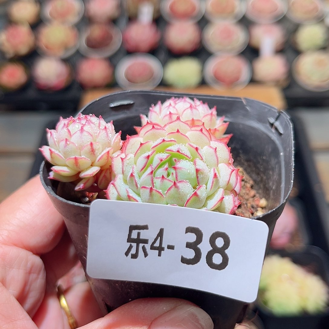 乐4-38 小红衣不包整