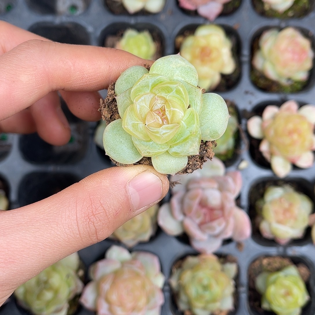 多肉植物一物一拍3-93