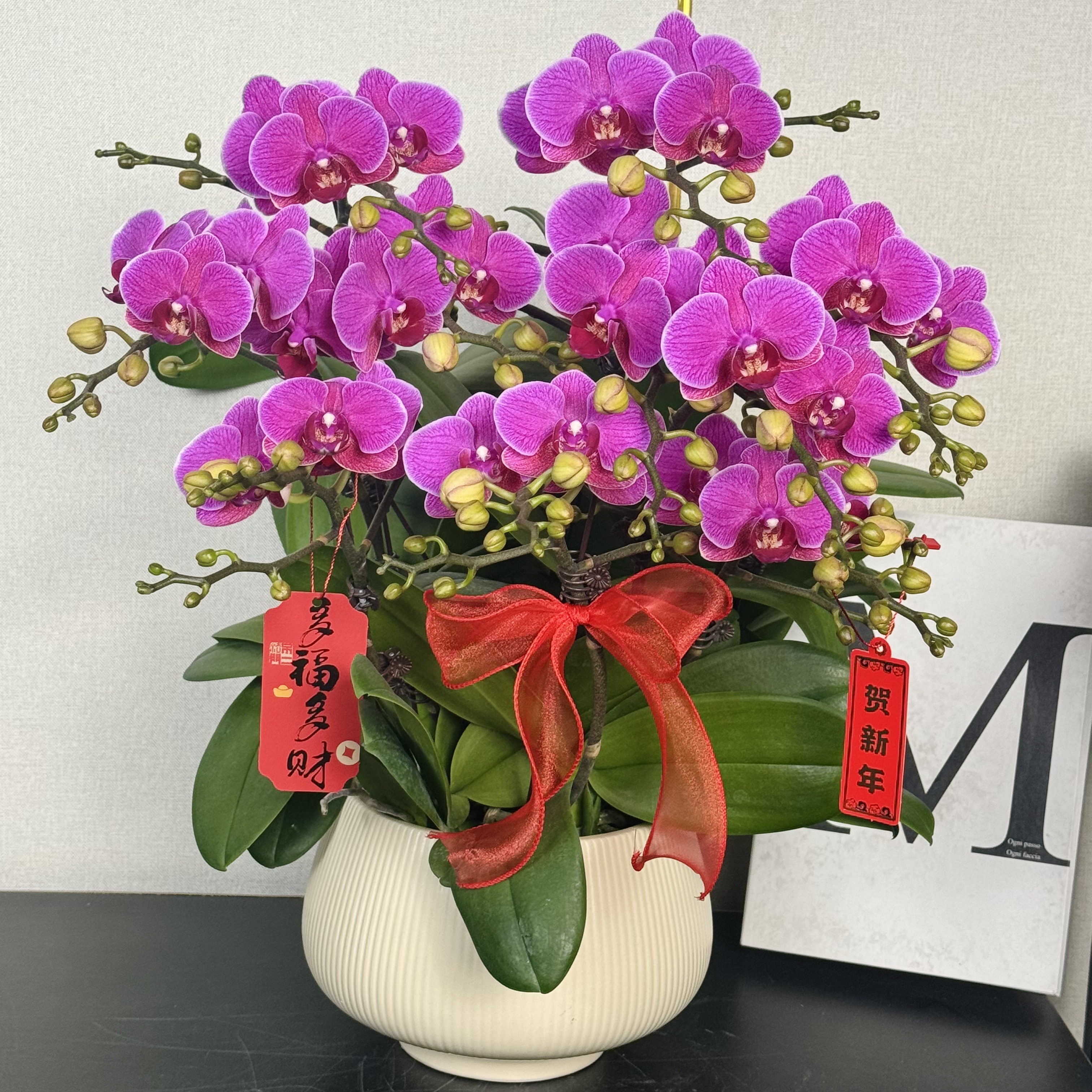 福禄禧【梦叶罗丽】蝴蝶兰盆栽花卉观花植物室内四季开花陶瓷盆5