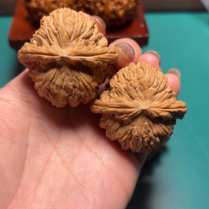 *****核桃43尺寸白狮子