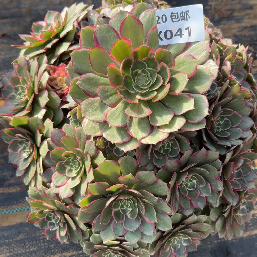 041粉花妖，DVD肉法师