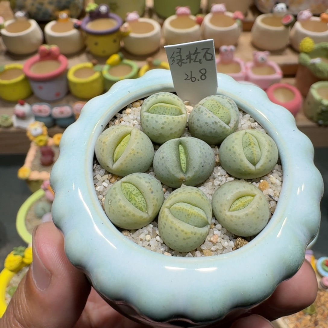 蘑菇1015绿松石多肉植物