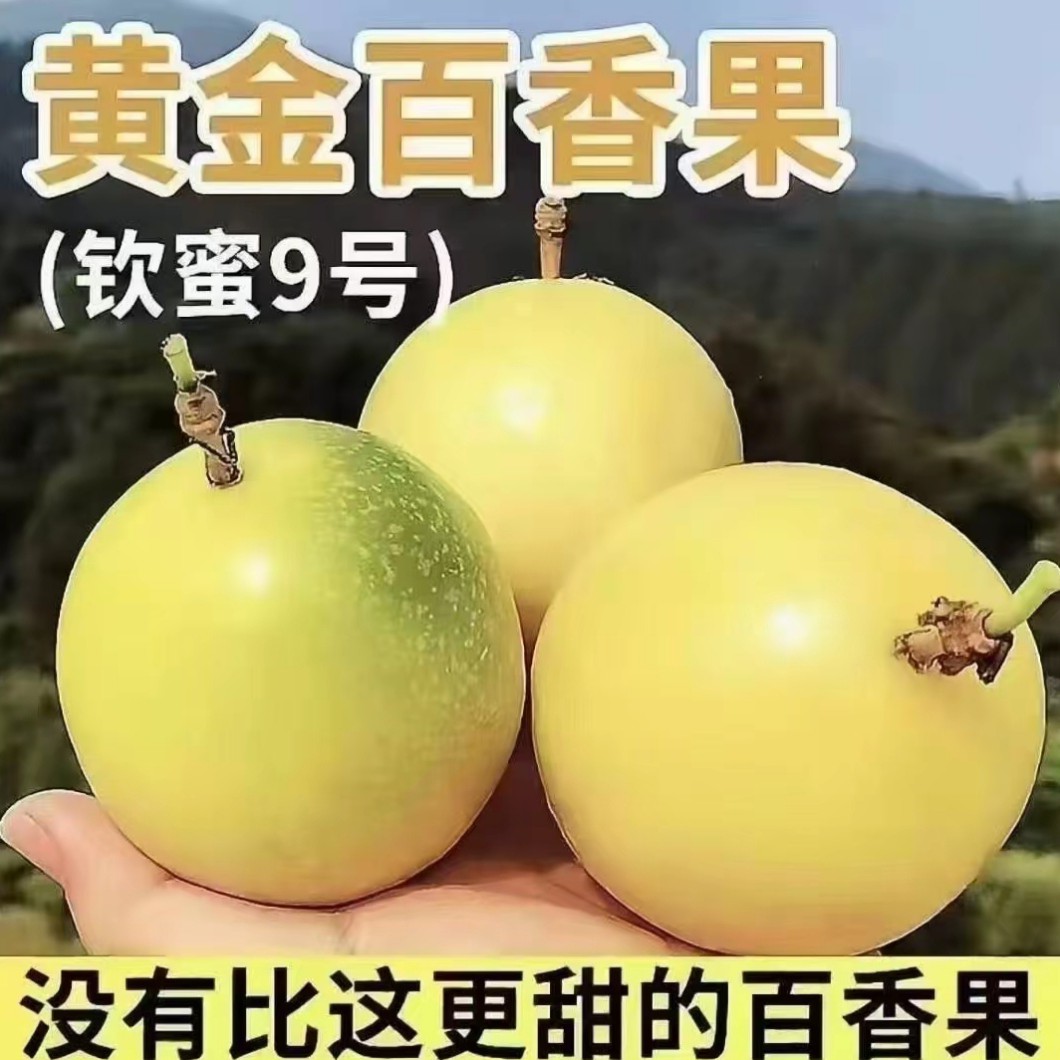 侗族福建钦蜜9号百香果新鲜现摘香巨无霸