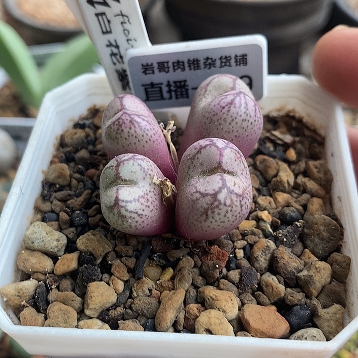岛田种源白花紫猴4头