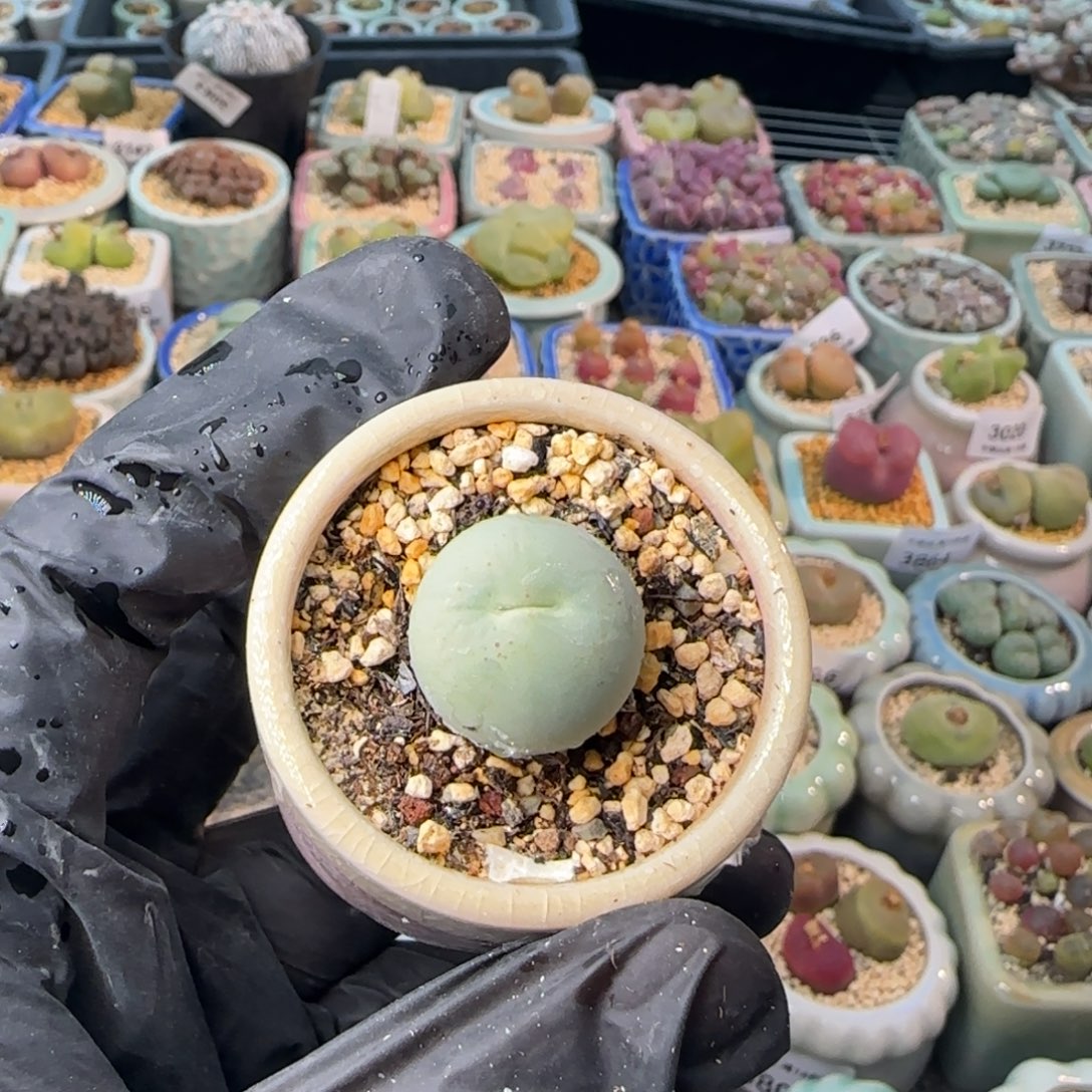 3873--一物一拍 带盆