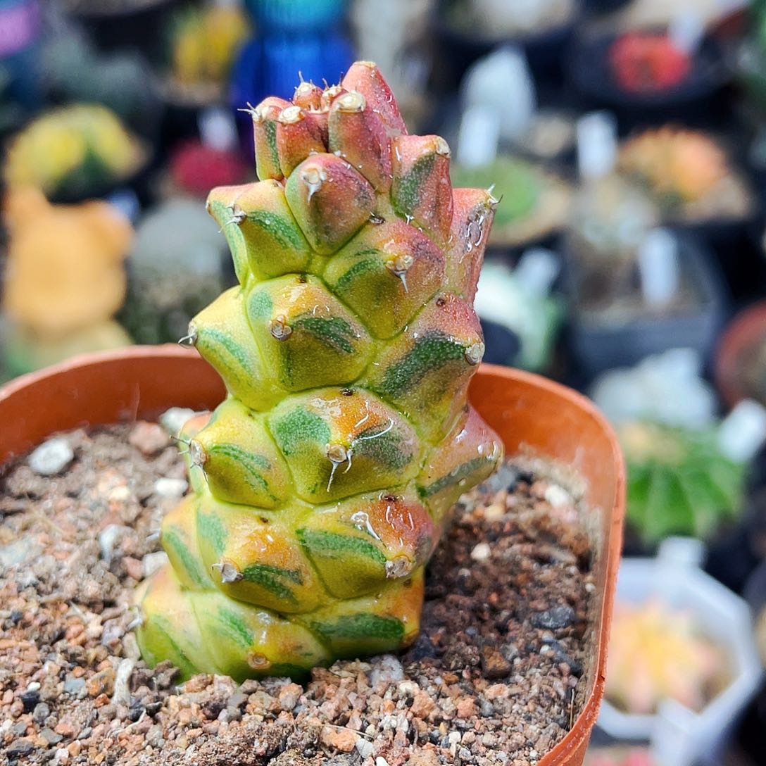 非偏远地区满25包邮仙人球