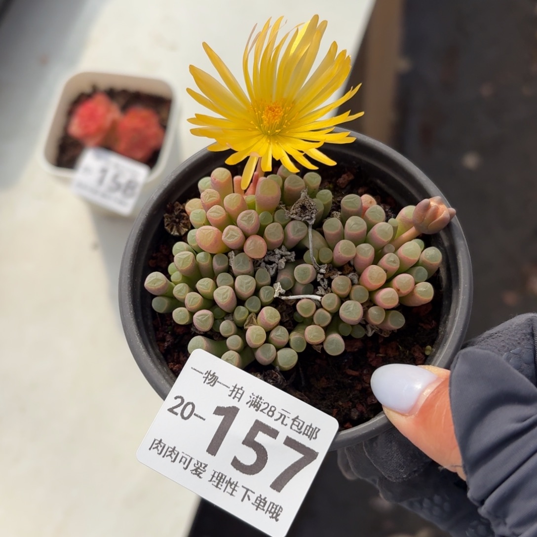 五十玲玉无盆土发货无盆