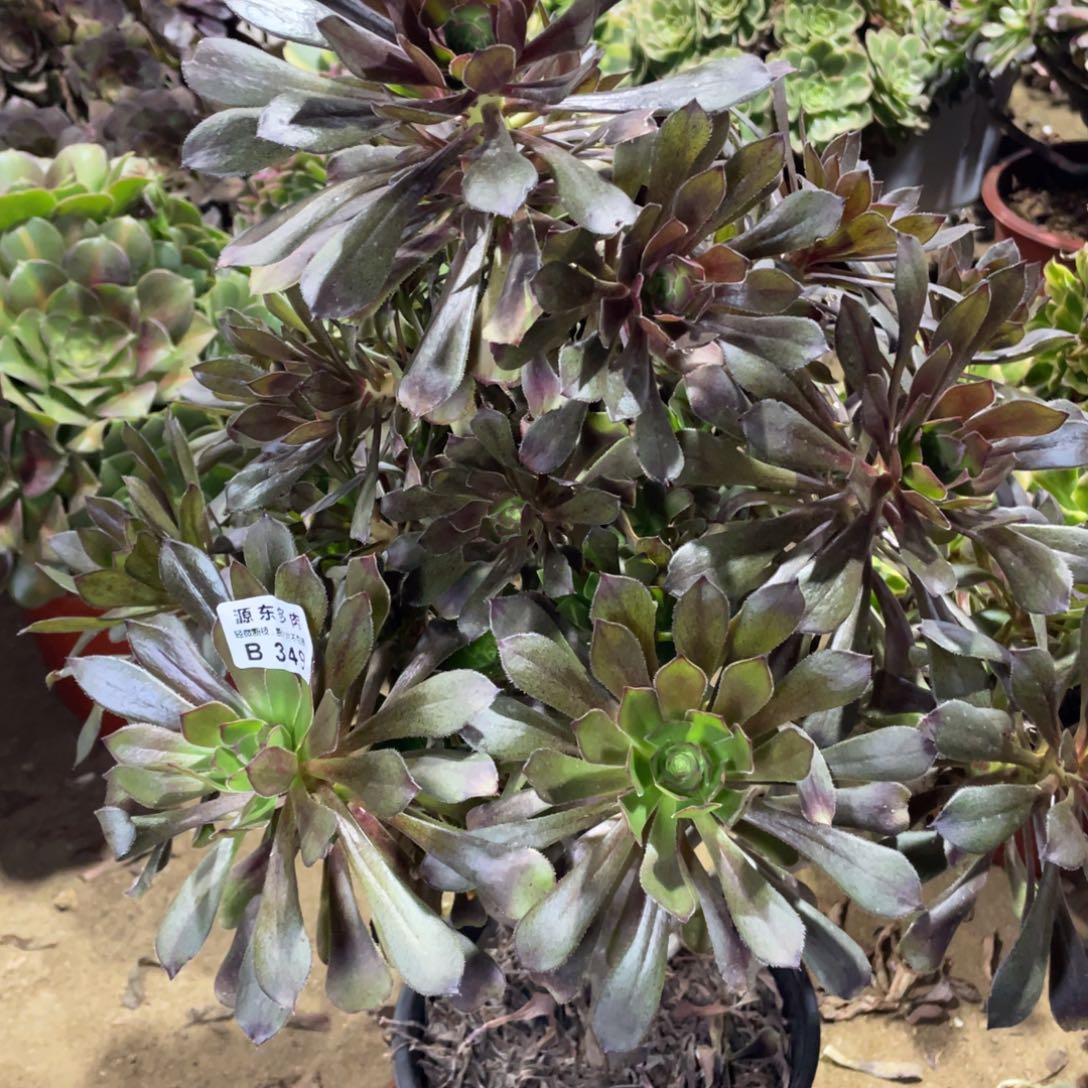 349灰法师多肉法师断枝不包