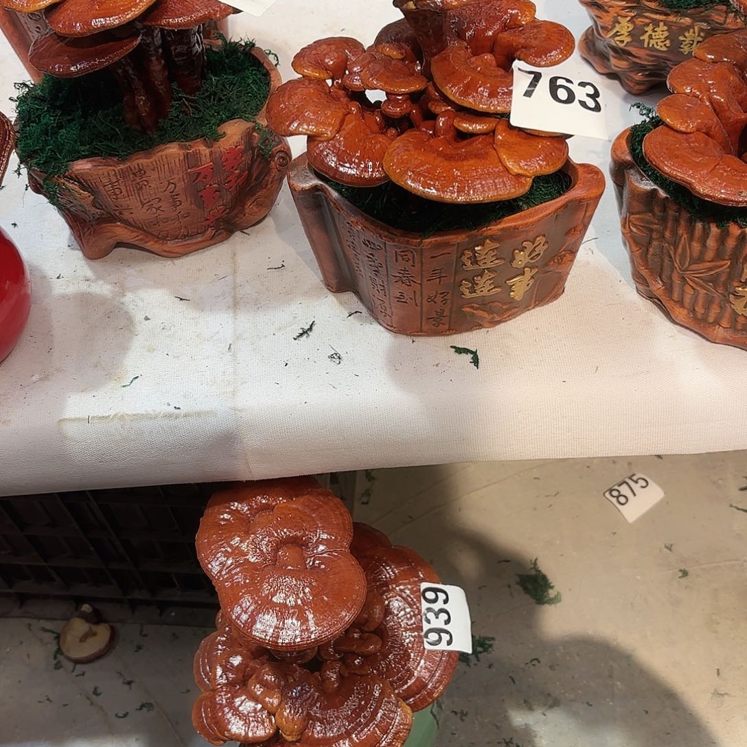 糖***儿无花朵灵芝555555555555555555