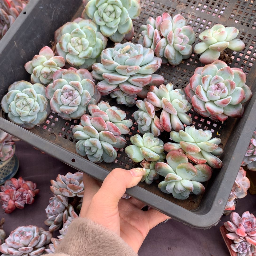 13颗冰玉哈哈哈哈哈哈哈