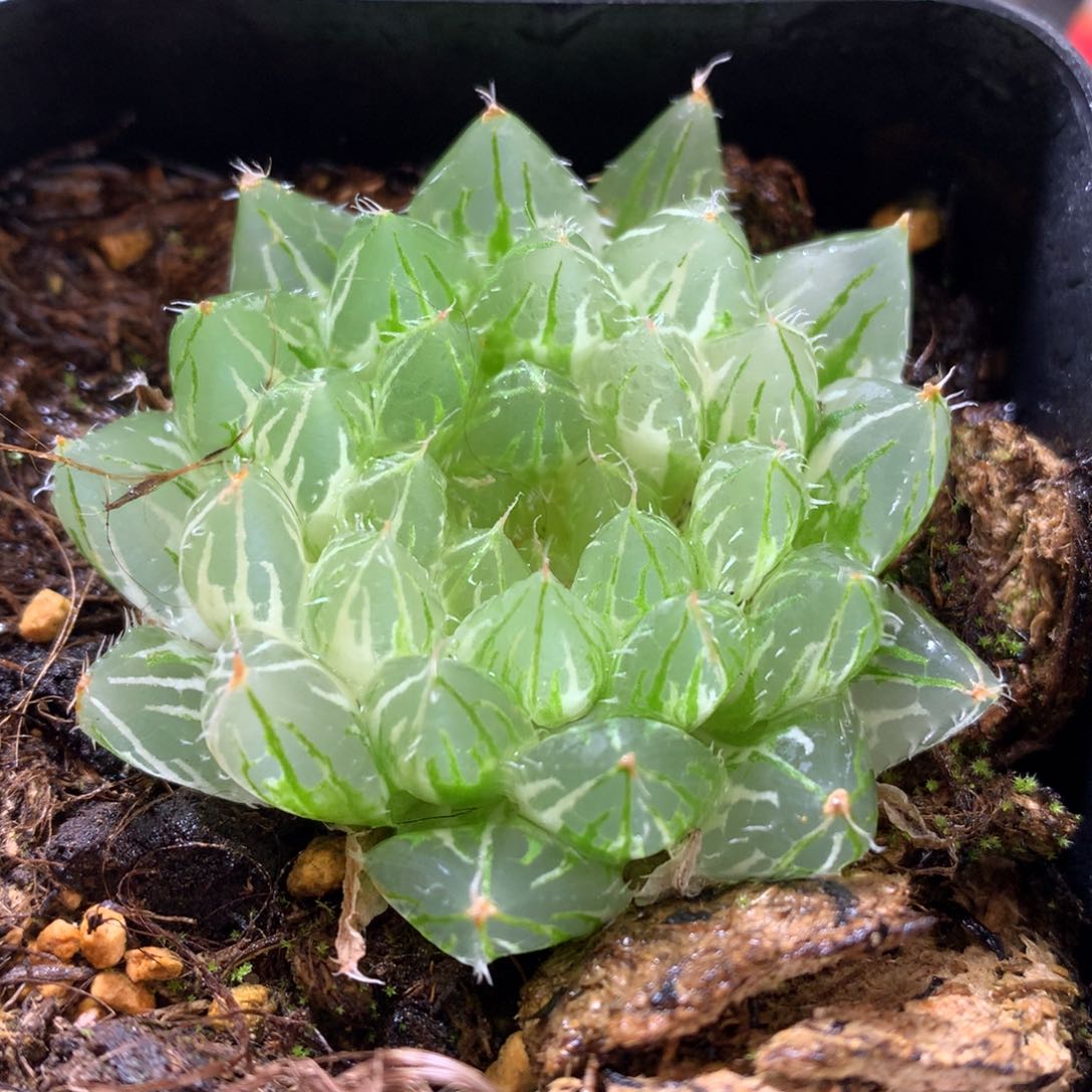 实生大卫玉露锦，带盆