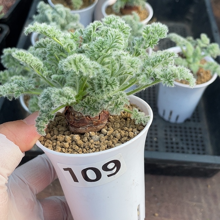 109羽叶杨葵块根，