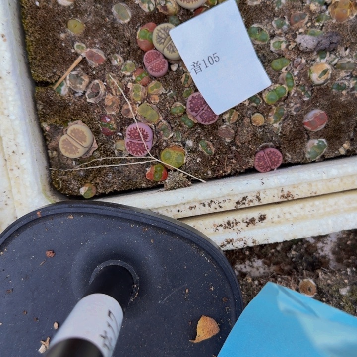 莓*汽多肉植物的生长发育105