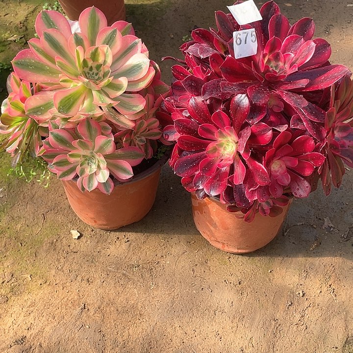 女巫 美杜莎 675 两颗