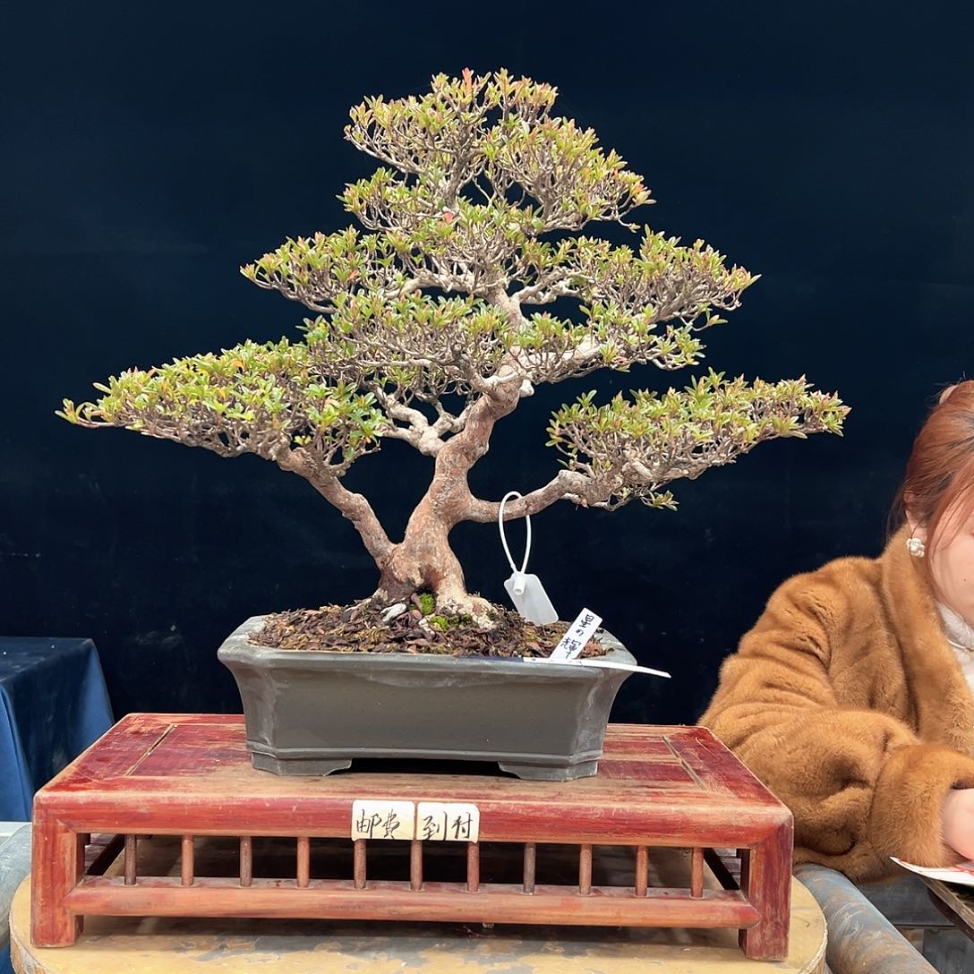 m***r无花朵杜鹃花的诗作是