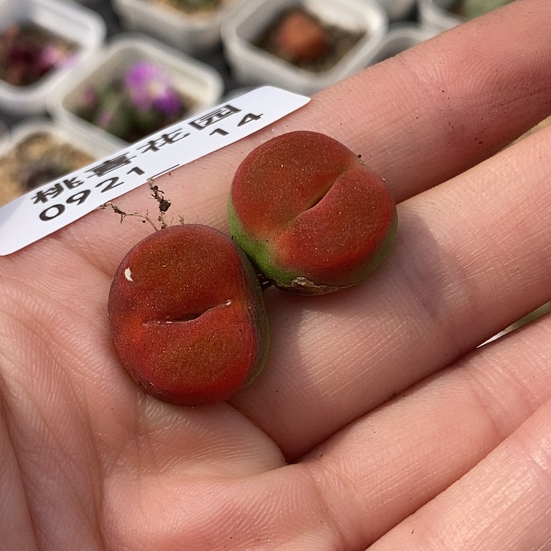 0921-14-蟠桃有伤特。 
