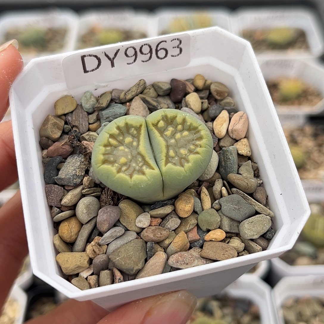 一物一拍绿菊9963