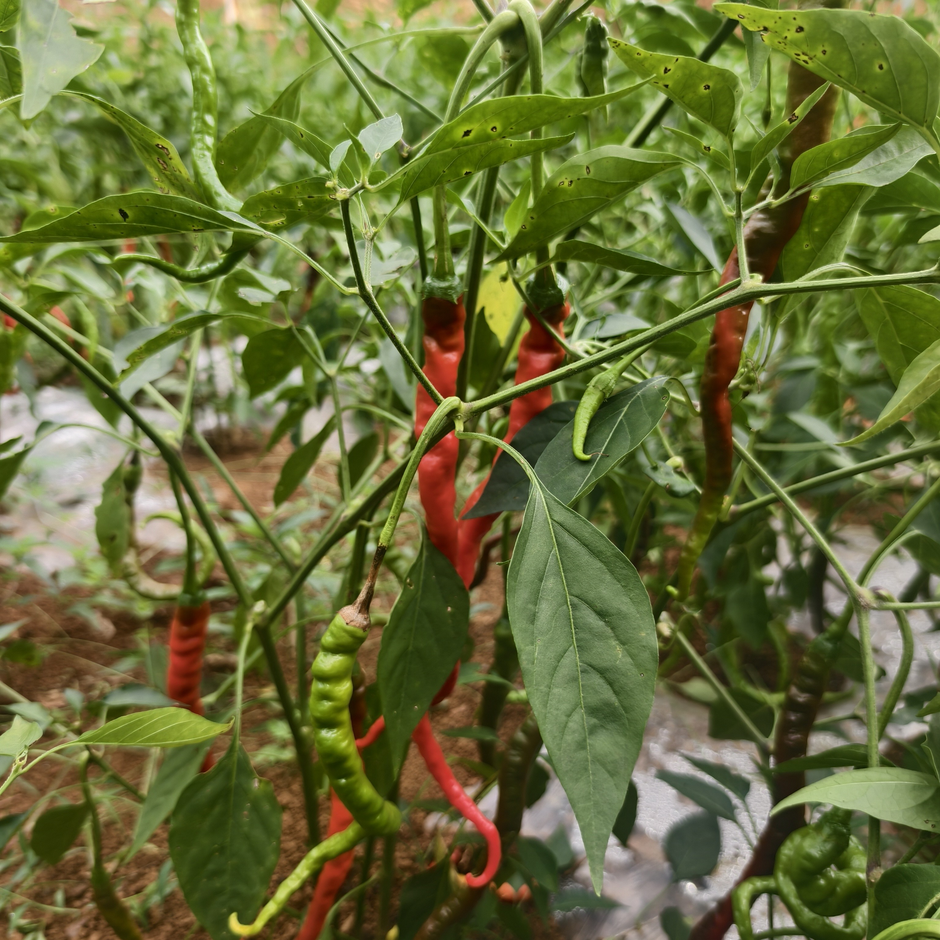 贵州当季农户自种新鲜采摘露天皱皮辣椒青辣椒鲜辣椒青椒红辣椒