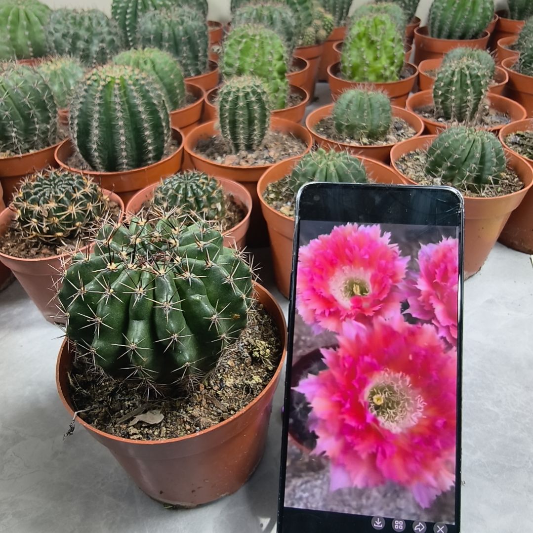 自根羽毛6号带盆土发（5cm）