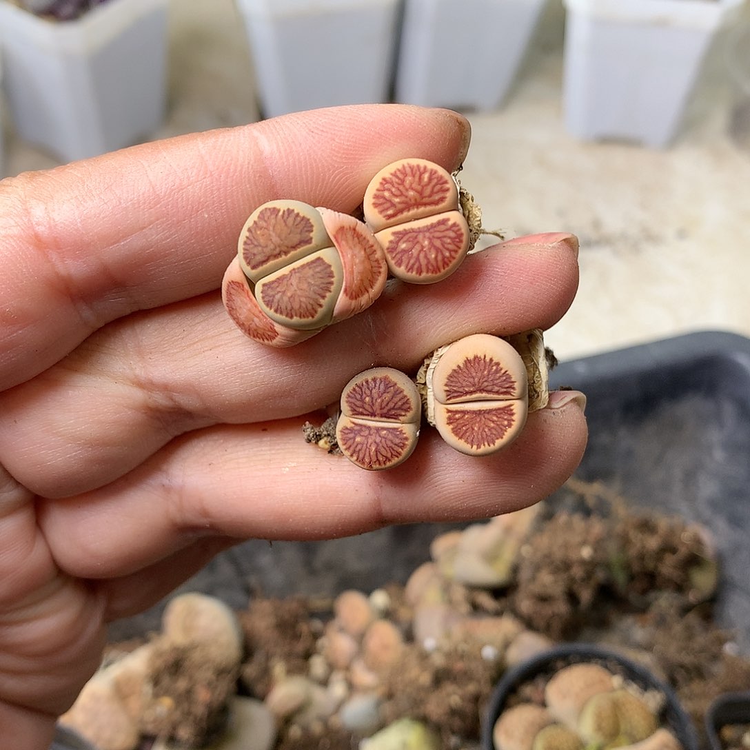 M105多肉植物保护研究所