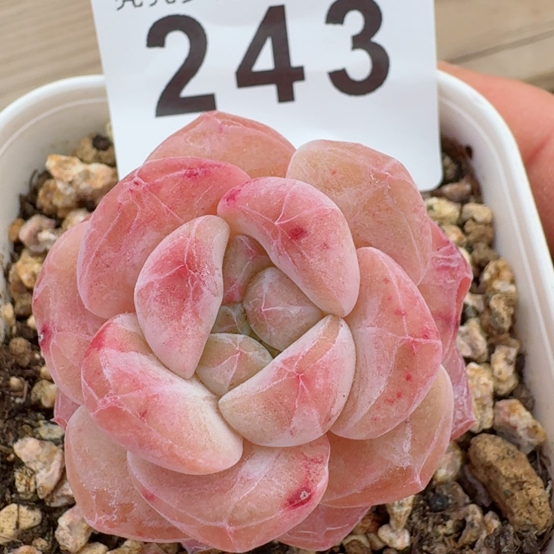 石化冰魄         精品多肉