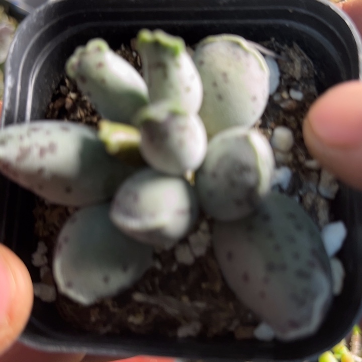 丽***莎可爱小可爱的小可爱0004