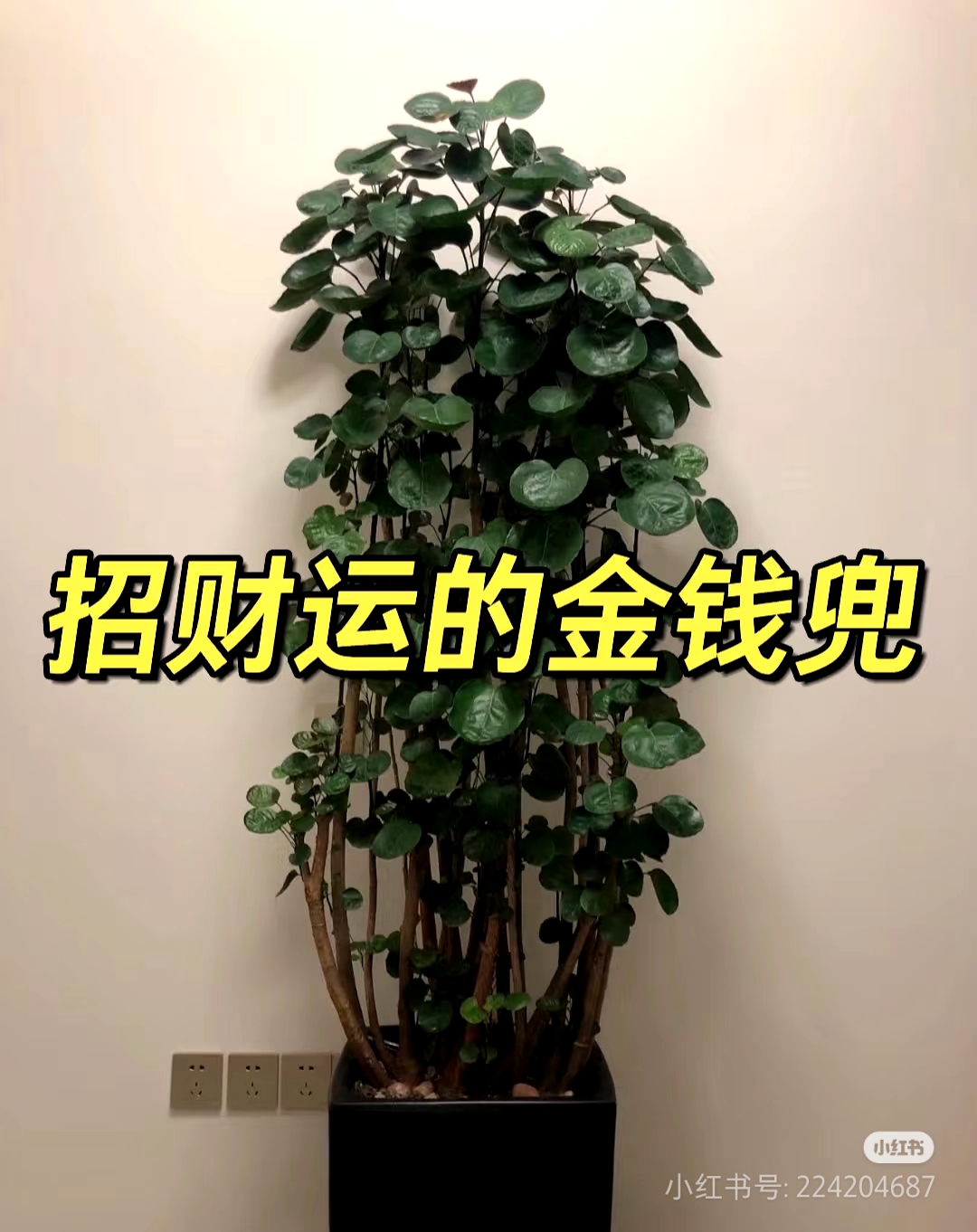 金钱兜（招财进宝）送领导，送乔迁开业家养