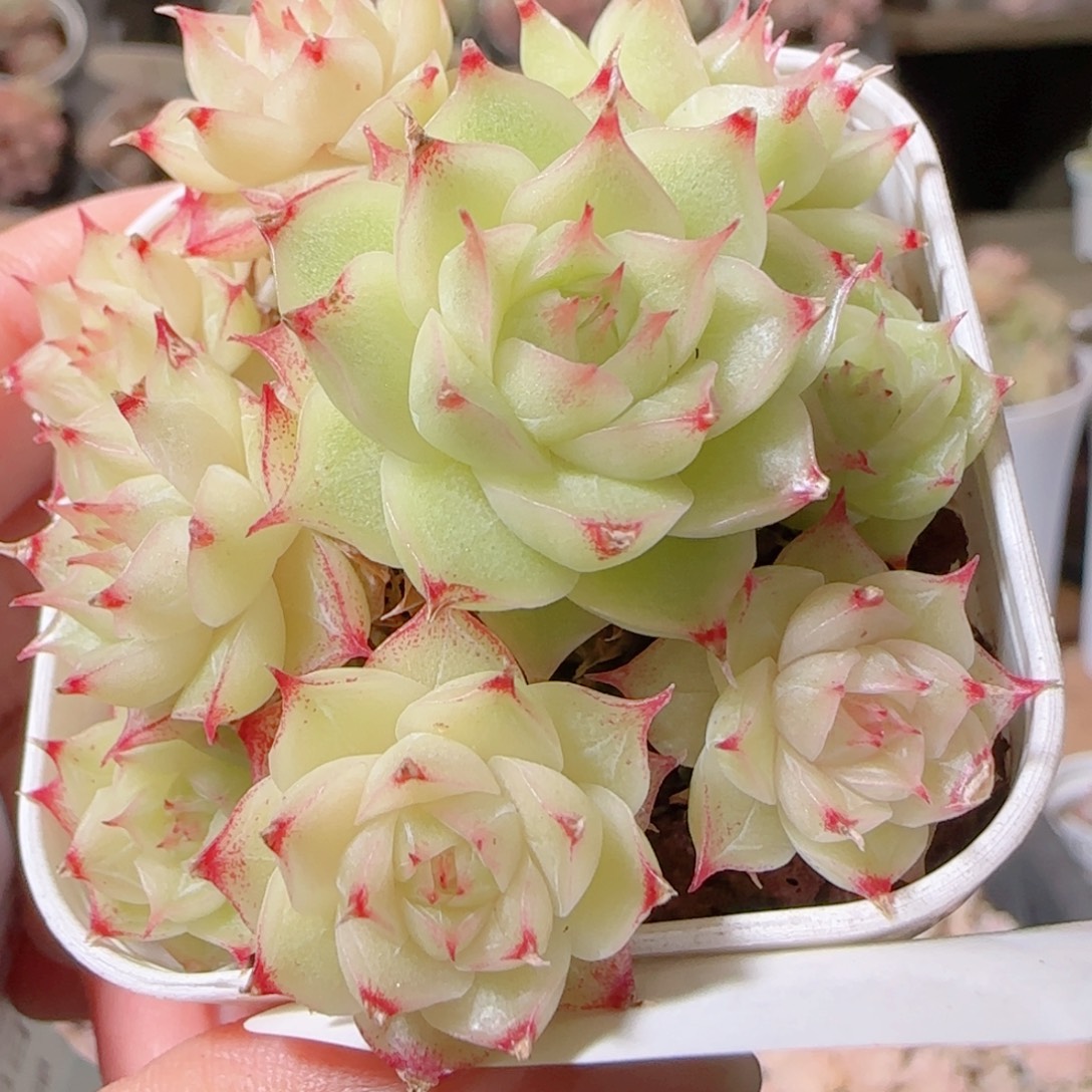 花语多肉1213-90叶伤散