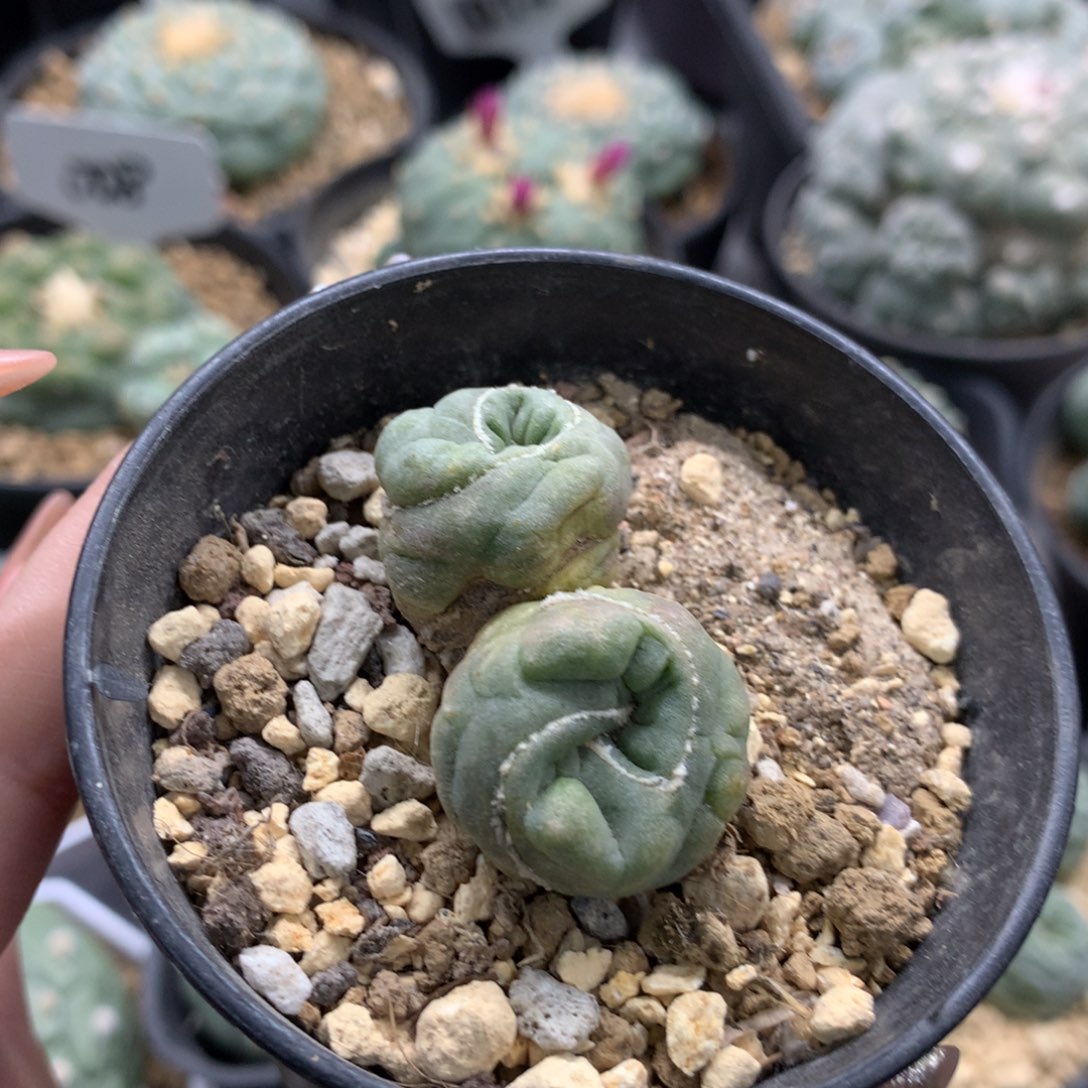 仙人球仙人球自根