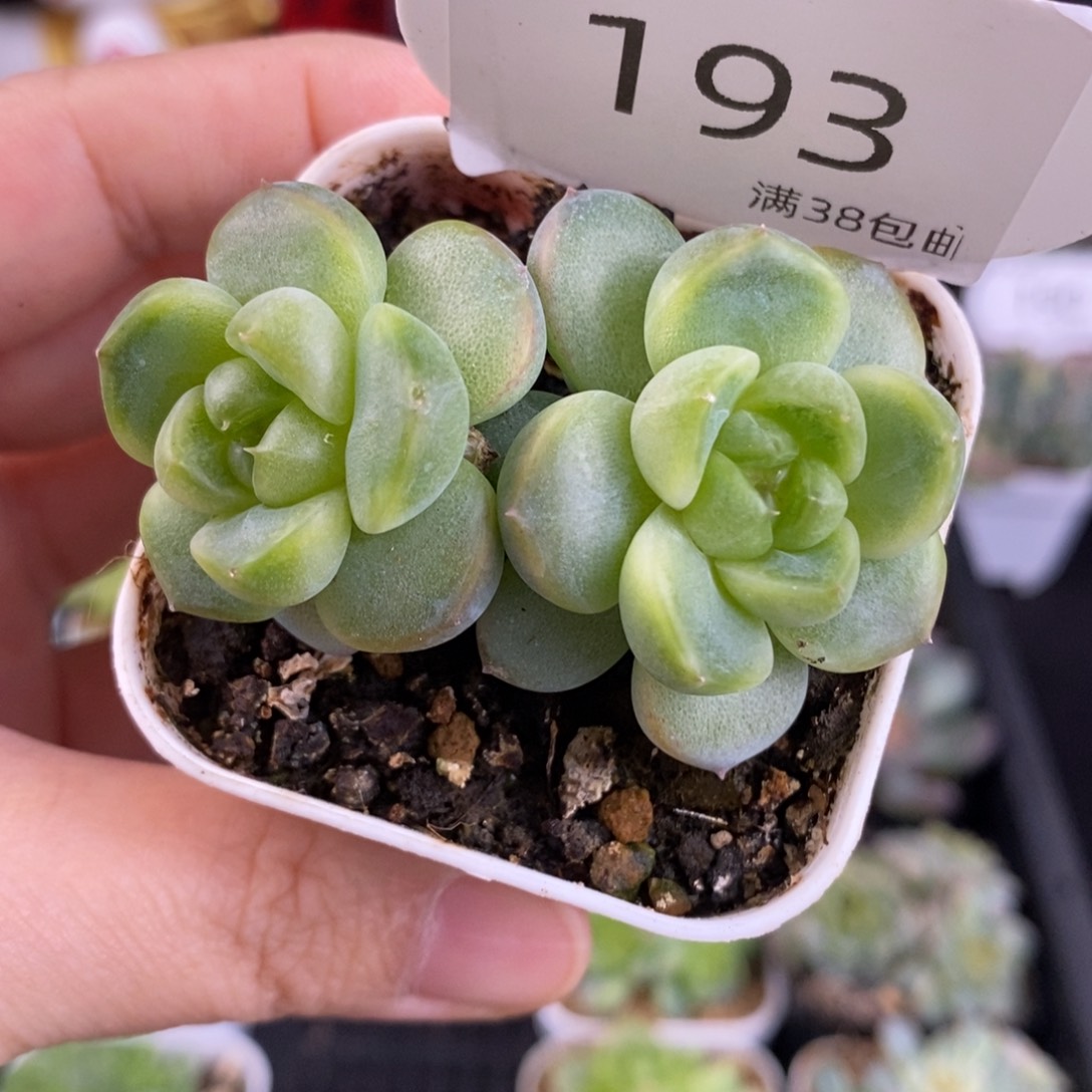 甜心C双头一颗193号