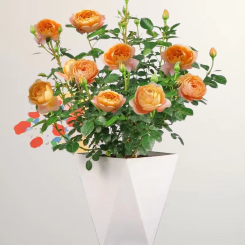 果汁阳台月季花卉盆栽蔷薇玫瑰带花苞发货浓香型植物好养