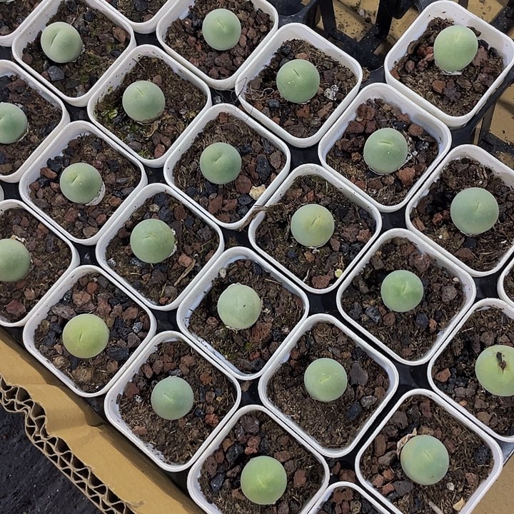 鸽子蛋带盆土发货