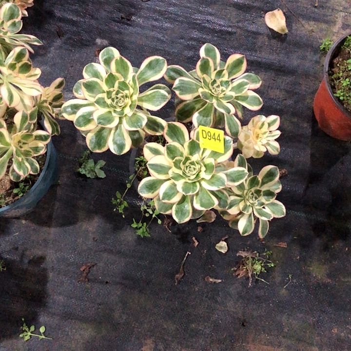 燕姿多肉944000000000