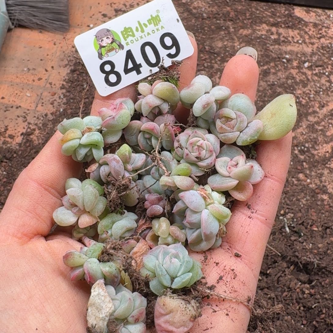 枫***站多肉植物多肉植物