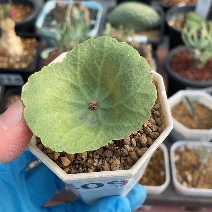 409小雨伞块根植物，