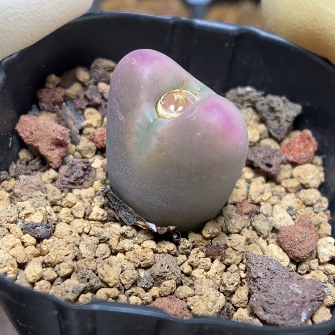 多肉植物肉锥杂交K-092